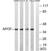 APOF Antibody