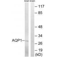 AQP1 Antibody