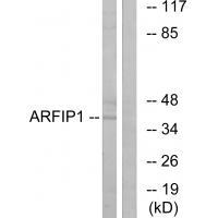 ARFIP1 Antibody