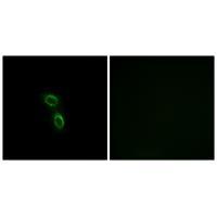 ARMC6 Antibody 