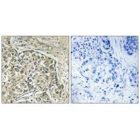 ARSD Antibody