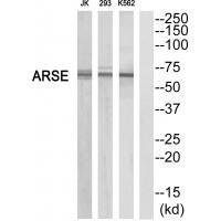 ARSE Antibody 