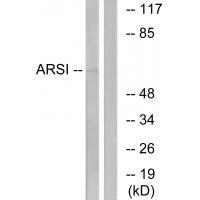 ARSI Antibody