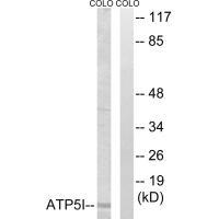 ATP5I Antibody