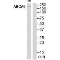 ABCA6 Antibody
