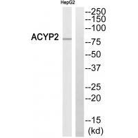 ABCB7 Antibody 