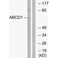 ABCD1 Antibody