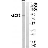 ABCF2 Antibody