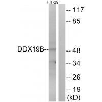 DDX19B Antibody