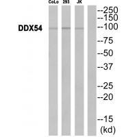 DDX54 Antibody