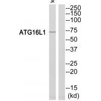ATG16L1 Antibody 