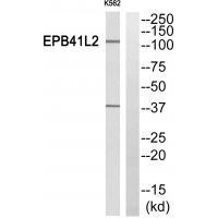 EPB41L2 Antibody