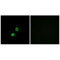GCNT7 Antibody