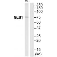 GLB1 Antibody