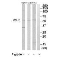 BMP3 Antibody 