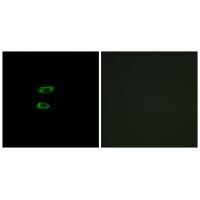 BMP8A Antibody