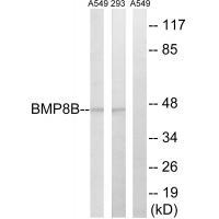 BMP8B Antibody
