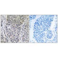 BRP16 Antibody