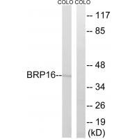 BRP16 Antibody
