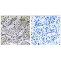BRP44 Antibody