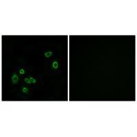 BRP44L Antibody