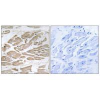 BRP44L Antibody
