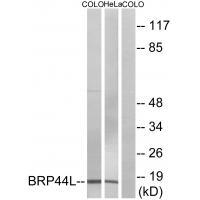 BRP44L Antibody