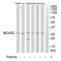BCAS2 Antibody