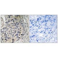 CMC1 Antibody