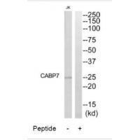 CABP7 Antibody 