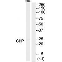 CHP Antibody