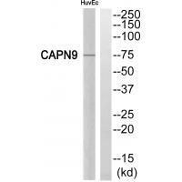 CAPN9 Antibody
