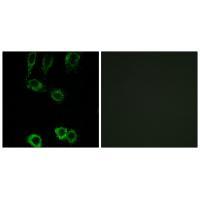 CNN2 Antibody