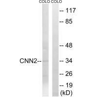 CNN2 Antibody