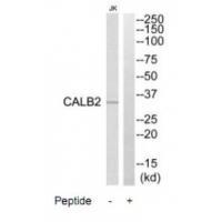 CALB2 Antibody