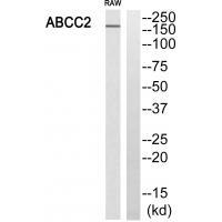 ABCC2 Antibody 