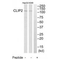 CLIP2 Antibody