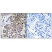 CHST10 Antibody