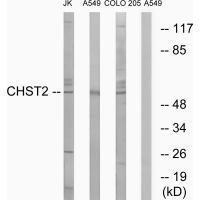CHST2 Antibody