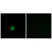 CHST6 Antibody