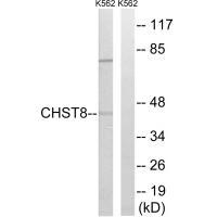 CHST8 Antibody