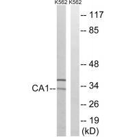 CA1 Antibody