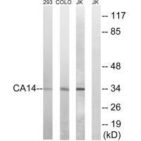 CA14 Antibody
