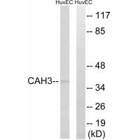 CA3 Antibody