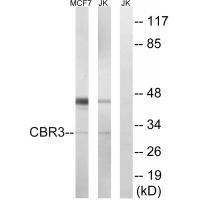 CBR3 Antibody