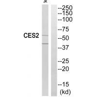 CES2 Antibody