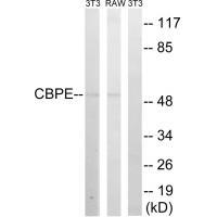 CPE Antibody