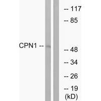 CPN1 Antibod