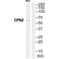 CPN2 Antibody