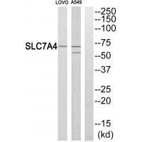 SLC7A4 Antibody